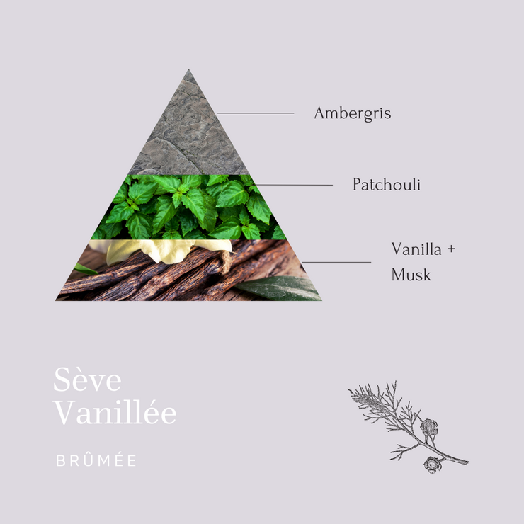 olfactory pyramid seve vanillee